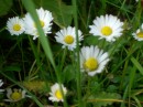 Gaensebluemchen - Bellis perennis * 1568 x 1176 * (447KB)